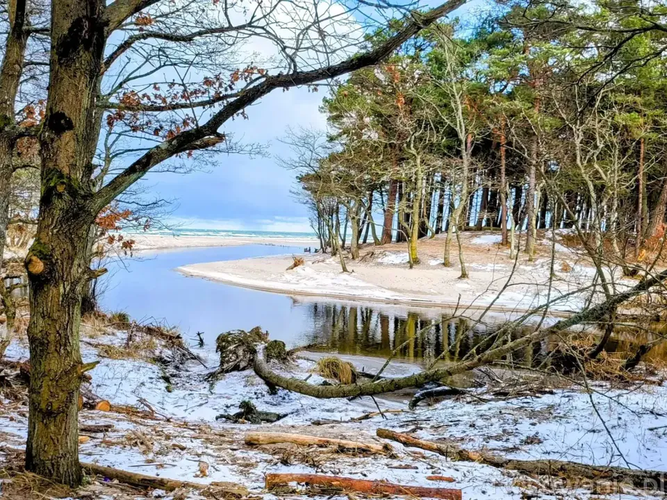 Widok na plażę w Dębkach przez nadmorski las sosnowy